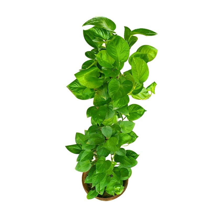 گیاه پول چیست؟