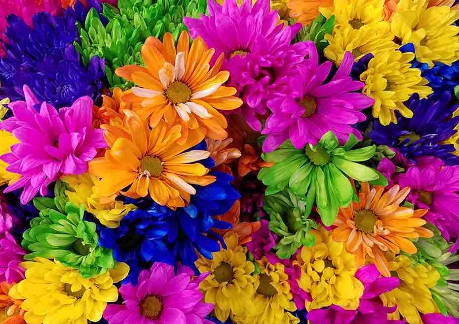 گل داوودی و مثبت بودن