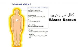 بدن ناآشکار و بدن حیاتی از چه اجزایی تشکیل شده است؟
