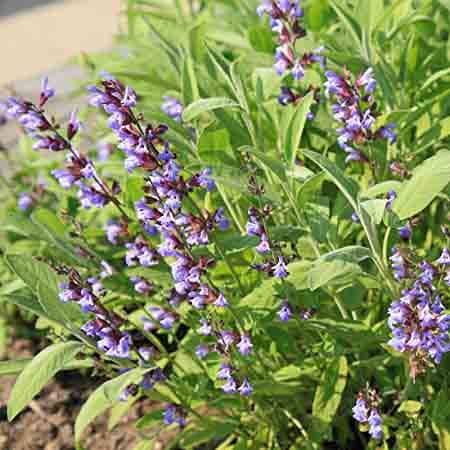 گیاه مریم گلی و پاکسازی قوی