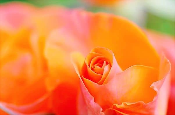 چاکرای خاجی و مدیتیشن گل رز