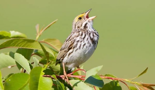 راز نهفته موجود آواز پرندگان و ارتعاش صوتی آن چیست و چه ارتباطی با رشد گیاهان در فصل بهار دارد؟