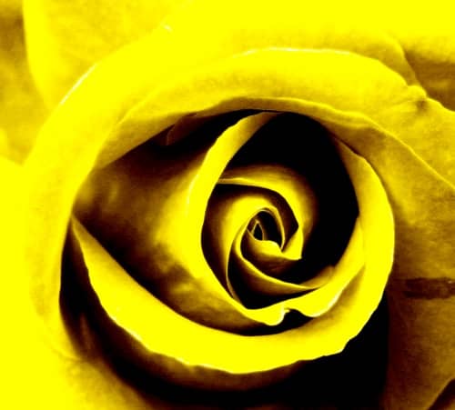 چاکرای خورشیدی و مدیتیشن گل رز