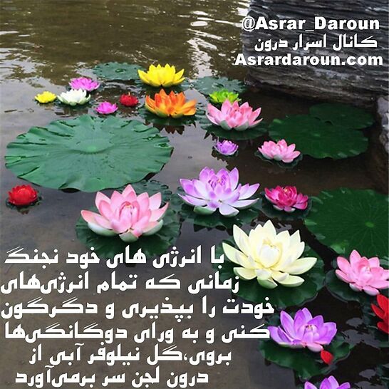 همچون یک گل نیلوفر آبی